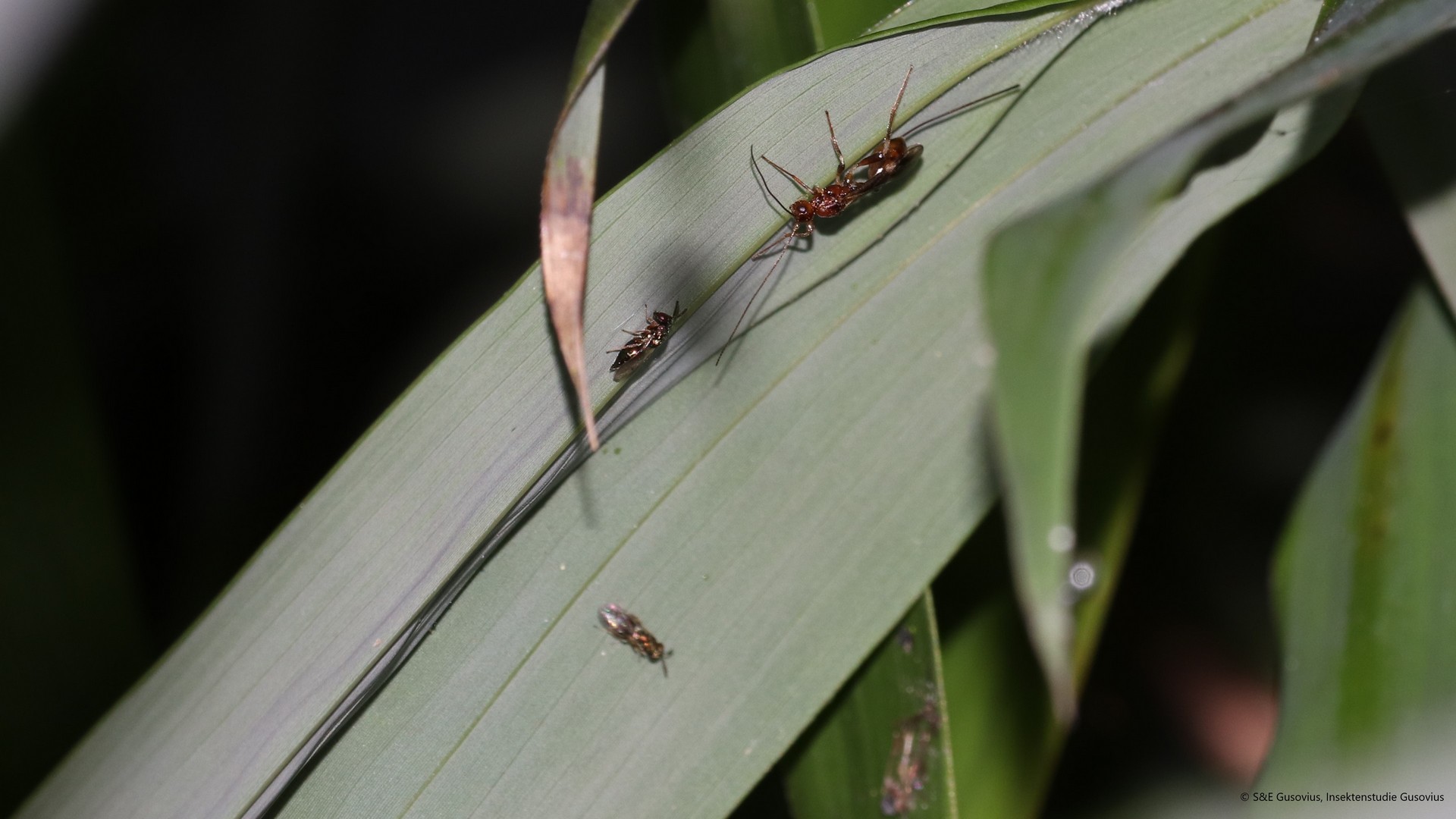 Leading entomologist and chairman of the Competence Centre for Biodiversity: